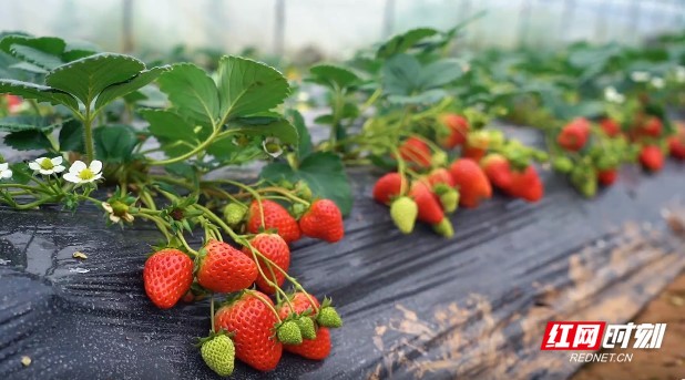 里番大全没广告