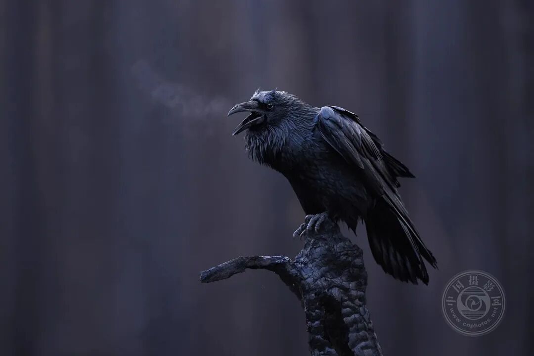 国产乱码精品一区二区三区香蕉 区区区香但用户已经习惯